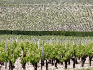 Com preços altos, europeus bebem menos vinho e UE precisa criar ações para esvaziar adegas